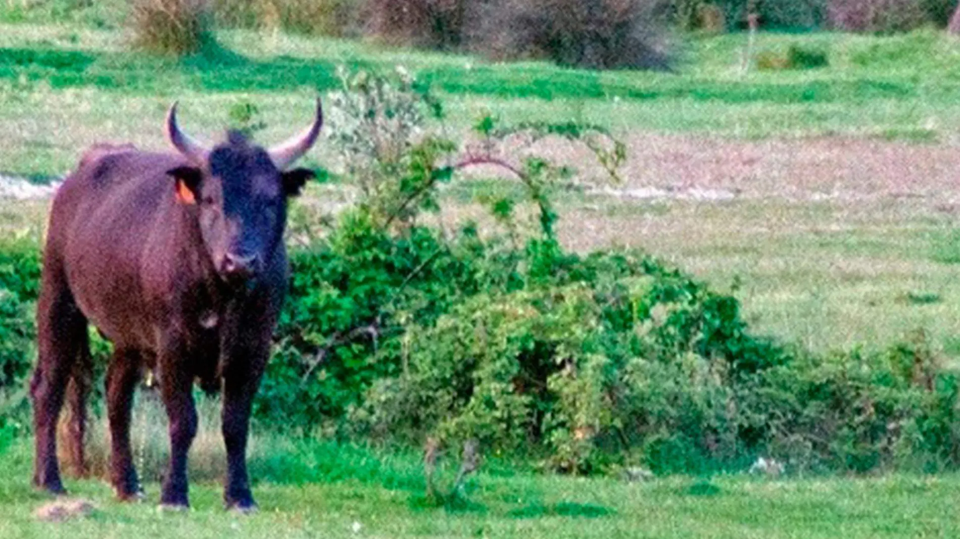 toro de lidia